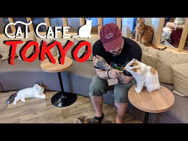 Cat Cafe in Tokyo