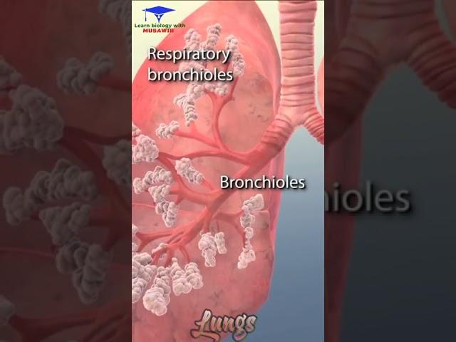 The Animation of Lungs 🫁 and its parts ( Bronchi, Bronchioles, Alveoli) 🩺🩺🩺 #shorts #shortvideo