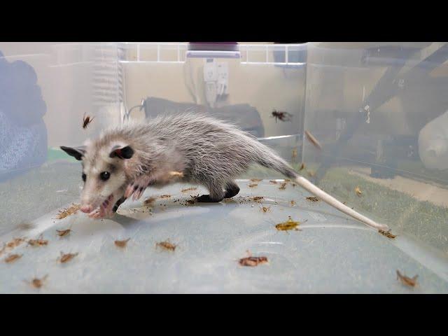 Baby Opossum VS 1,000 Crickets (ASMR)