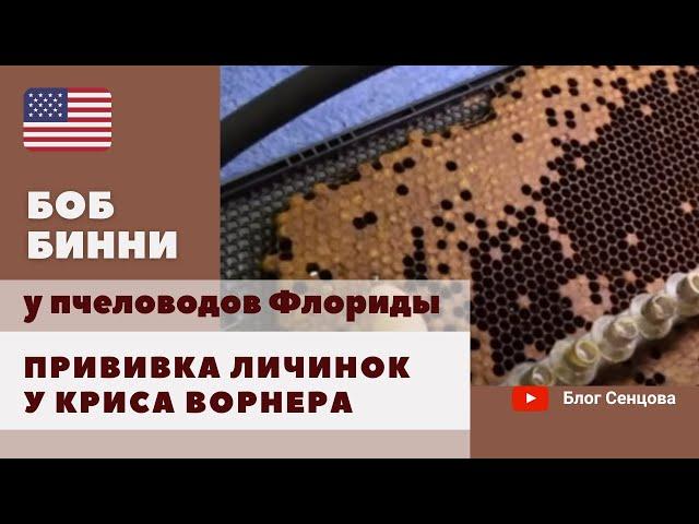 144 семьи-воспитательницы и прививка личинок в хозяйстве Криса Ворнера. Пчеловоды Флориды (часть 3)