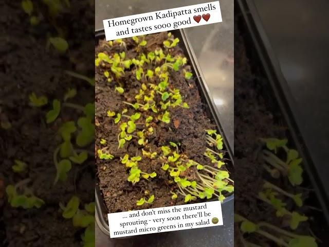 Kitchen Garden Glimpses