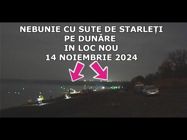 NEBUNIE cu SUTE DE STARLEȚI Pe Dunare in LOC NOU -14 Noiembrie 2024 cu BABALOI Frumosi de Dunare