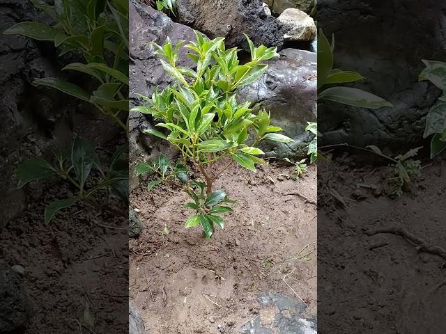 自宅の庭に､シキミを植えました。