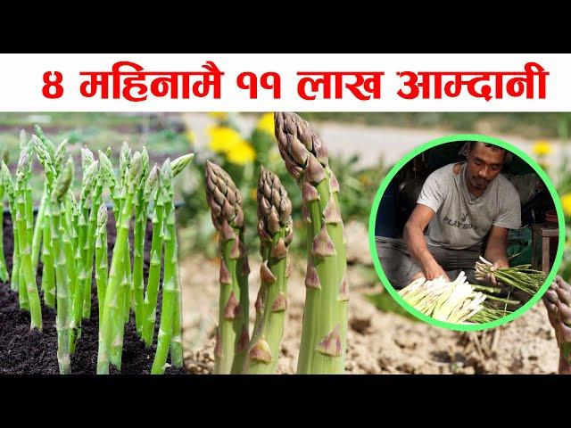 ४ महिनामै ११ लाख आम्दानी || कुरीलो खेतीको कमाल || Asparagus Cultivation ||