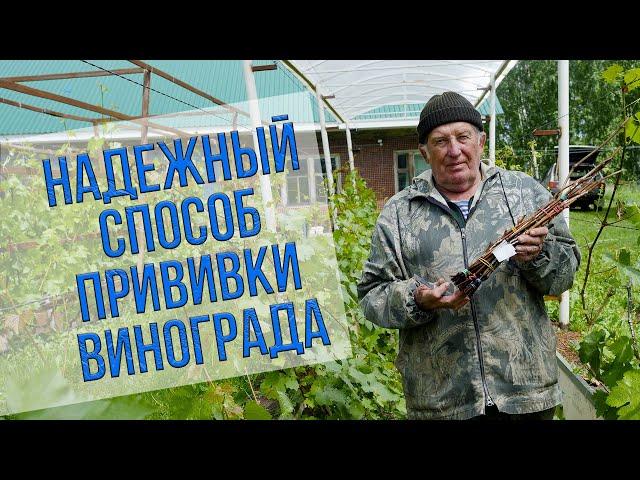 Надежный способ прививки винограда. Мнение эксперта Анатолия Сидоровича