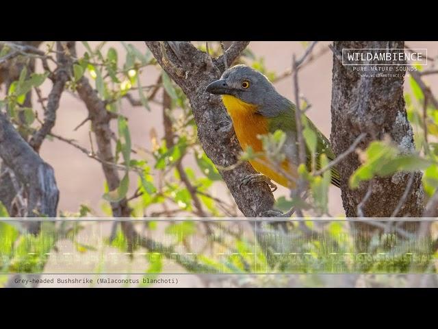 Grey-headed Bushshrike Call & Sounds.