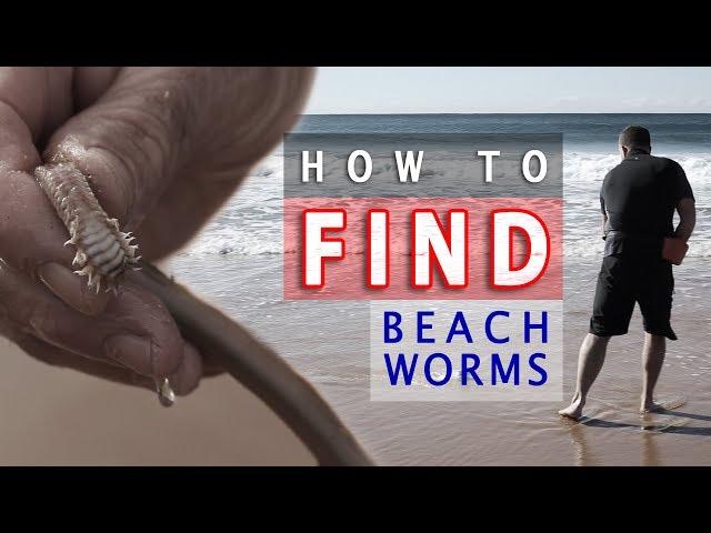 How to FIND Beach Worms!