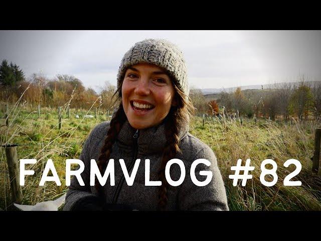 TUP on TAP | SHETLAND RAM comes to stay | PERMACULTURE FARM SCOTLAND