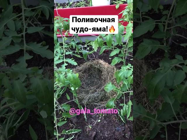 Поливочная чудо-яма.Квадратно-гнездовой метод посадки. https://vk.com/gala_tomato