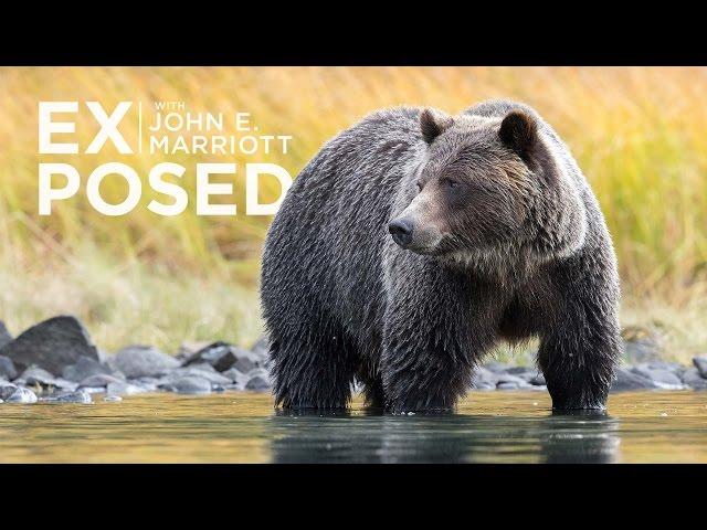 Wildlife Conservation - The Politics Behind Being a BC GRIZZLY BEAR | EP 08