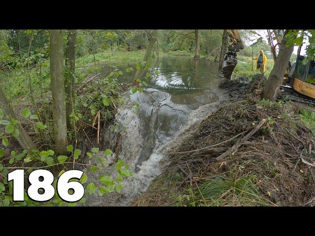 Beaver Dam Between The Trees - Beaver Dam Removal With Excavator No.186