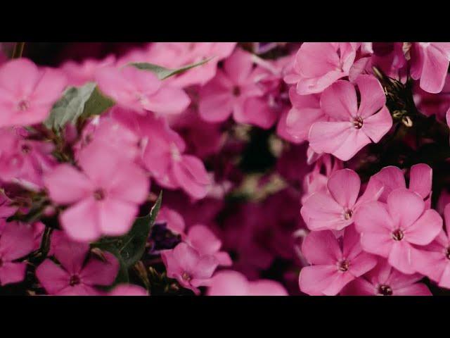 Pink Flowers Background / Backdrop - Smooth Loop - No Filter - 10 Hours