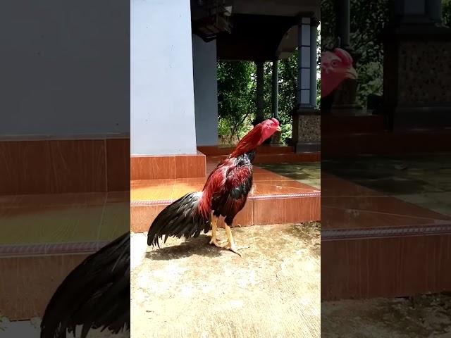 AYAM JANTAN BERKOKOK
