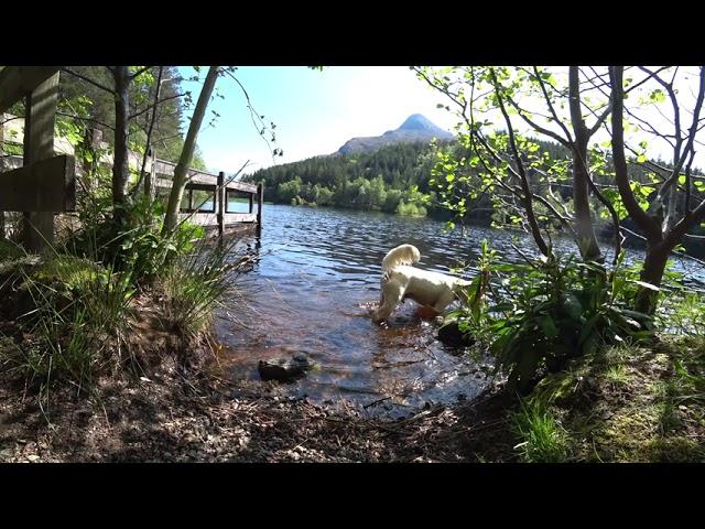 Dawson, Cocker Spaniel at Lochan, Glencoe Scotland (1/2)