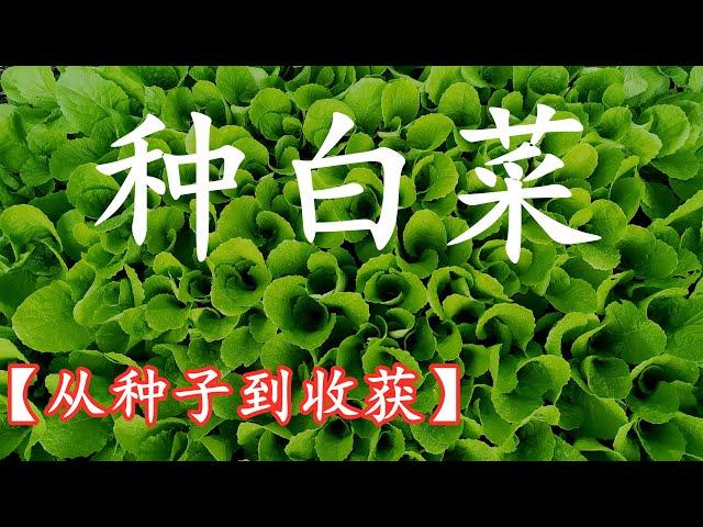 【种菜】白菜/绍菜, 从种子到收获全过程, 如何清洗, 怎样包心？