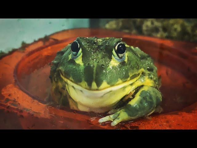 UNBOXING!! African Bullfrog 