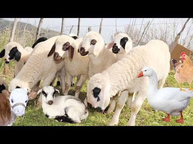 Animals Around the World, cows, cute goats, animals and their sounds