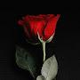 @yahyamohammadsalim132