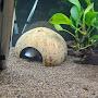 @Axolotl_breader