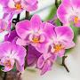 @orchid810