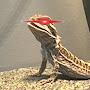 @Dumb_Lizard