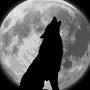 @darkkingwolfdracomalwolfer4695