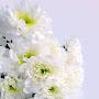 @auliadevimardhatillah3206