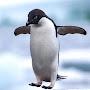 @penguin_ca
