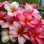 @abeykoonfamily2536