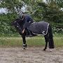 @LivaTheEquestrian
