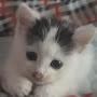 @zeliha.cet1305