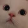 @인생숑송