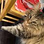 @Chloe-animals4life