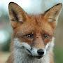 @fox.m.44fr