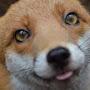 @trottingfox.