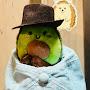 @IndyAvocadoKid