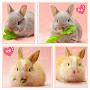 @Siblingbunnies