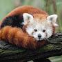 @RabidPanda