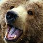 @Bear38-u7l
