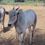 @prajwalpathare5905