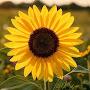 @PrairieOfSunflowers