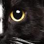 @catlover2498