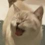 @SadCatSad