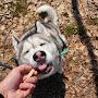 @TheRiskyDingo