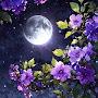 @NightLia