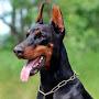 @Dobermanedit