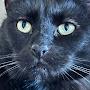 @One-Smart-Cat
