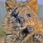 @Quokka666