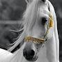 @سعيد_بن_علي_العذبه