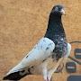 @pigeons_vlog_11